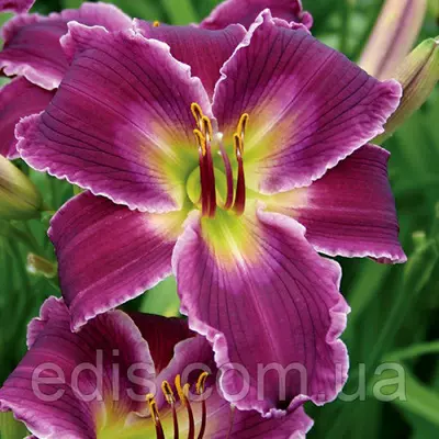 Лілейник Indian Giver (Индиэн Гіва) в контейнері