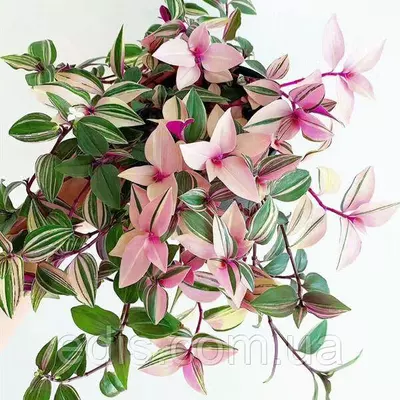 Живець Традесканція миртолиста Триколор, свіжозріз 4-5 міжвузлів