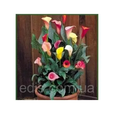 Дітки Калли бульбові суміш 3 цибулини 9/10