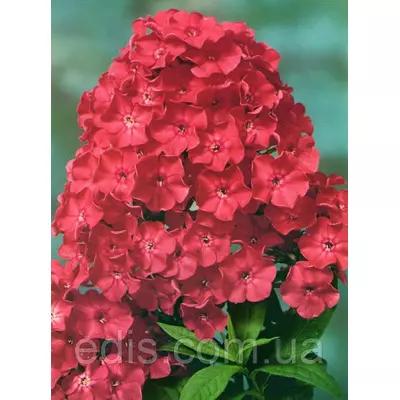 Флокс волотистий Tenor (Тенор) кореневище