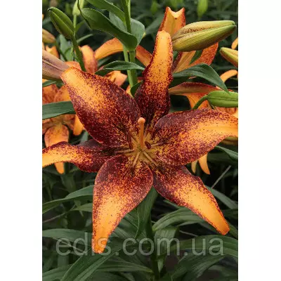 Лілія азіатська Tango Kentucky (Танго Кентуккі) 1 цибулина 12/14