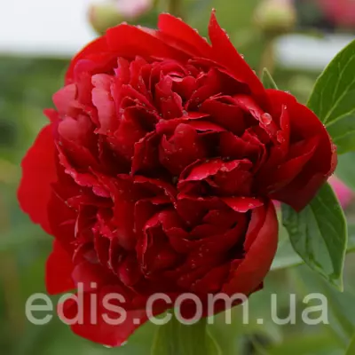 Півонія Henry Bockstoce кореневище