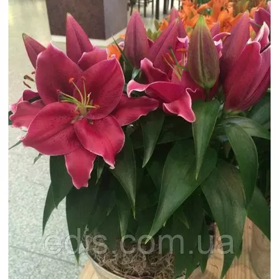 Лілія низькоросла Miss America (Міс Америка) 1 цибулина 12/14