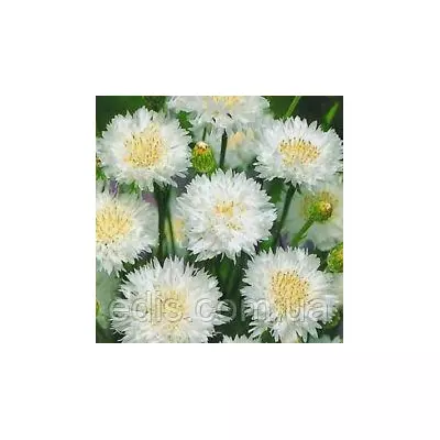 Волошка махрова біла 0,5 г, насіння Яскрава