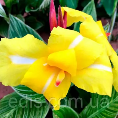 Канна з смугастим листям Stiped Beauty