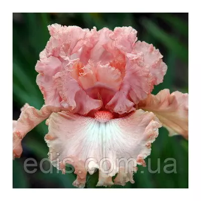 Ірис високий бородатий Coming Up Roses (Камін Ап Роузез)