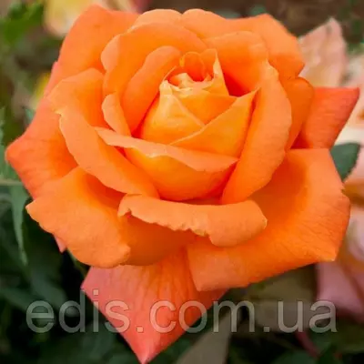 Троянда Луї Де Фюнес (Louis de Funes) чайно-гібридна