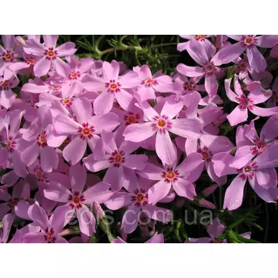 Флокс шилоподібний Emerald Pink (Емеральд Пінк) рожевий