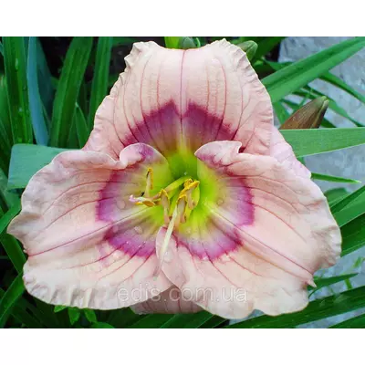 Лілейник Siloam David Kirchhoff кореневище