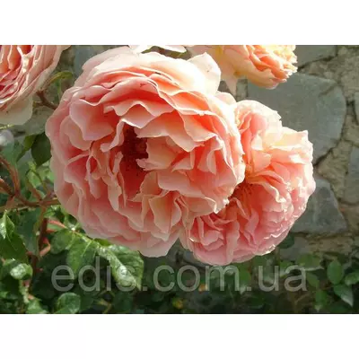 Троянда Персикове диво (Peach Miracle) англійська флорібунда