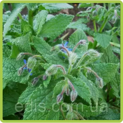 Огіркова трава (бораго) 1 г, насіння Яскрава