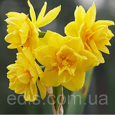 Нарцис Мультифлора Golden Rain 13/15 1 шт./уп.