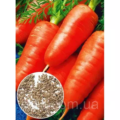 Морква Оленка (суперрання) 50 г, насіння на вагу Яскрава