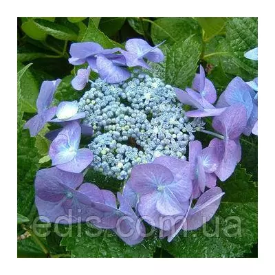 Гортензія Blaumeise у контейнері