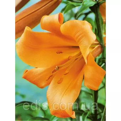 Лілія LO гібрид African Queen (Ефрикен Куїн) 1 цибулина 12/14