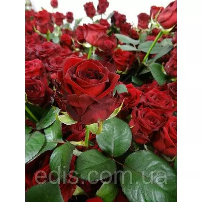 Троянда Ред Наомі (Red Naomi) чайно-гібридна