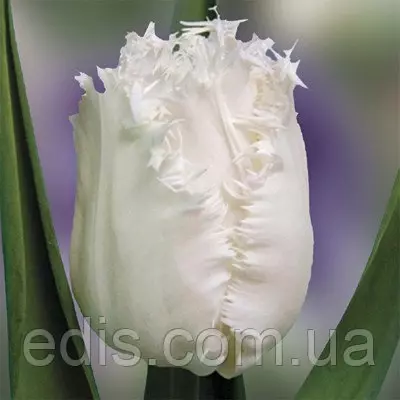 Тюльпан Honeymoon (Ханімун) оторочений 3 цибулини/уп.