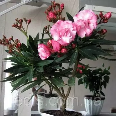 Олеандр перлинно-рожевий махровий кімнатна рослина