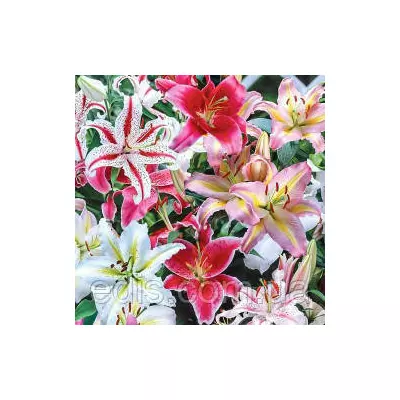 Колекція лілій орієнтальних і гібридів 25 сортів/ 25 цибулин