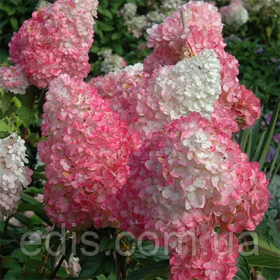Гортензія Sundae Fraise (волотиста) в контейнері