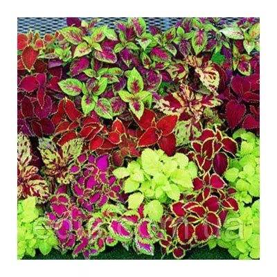 Колеус Блумея Суміш 0,1 г, насіння Яскрава