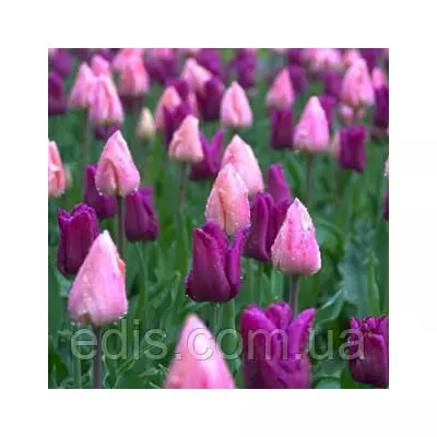 Суміш Пастель 9 цибулин тюльпанів