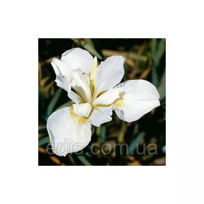 Ірис сибірський White Swirl (Вайт Свел)