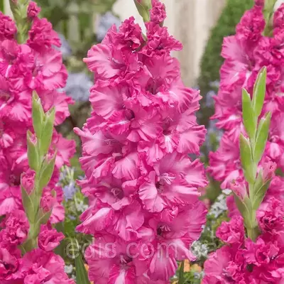 Гладіолус гофрований Sweet love (GROZNY) (Світ Лав) 3 шт/уп