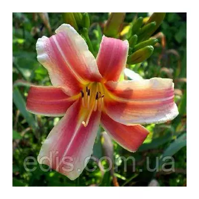 Лілейник Ribbonette (Риббонетт) у контейнері