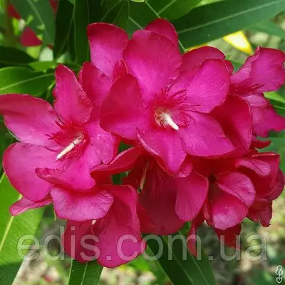 Олеандр малиновий Purple Gem (Пурпл Джем) кімнатна рослина, р9 h=25-30
