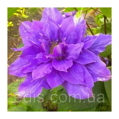 Клематис Vyvyan Pennell