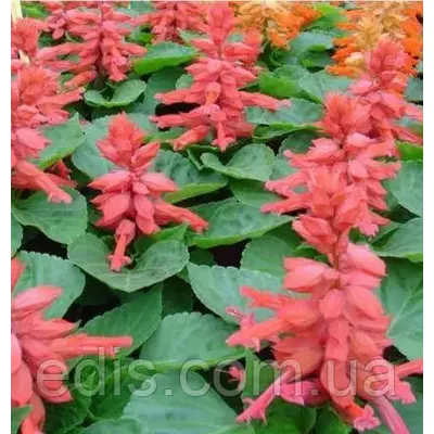 Шавлія блискуча Рожева, насіння Яскрава 0.2 г