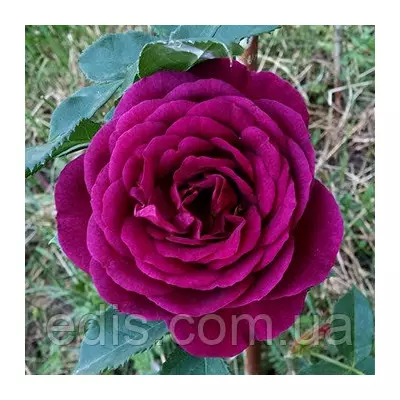 Роза Нью Ейдж (New Age) флорибунда