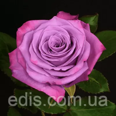 Троянда Муді Блу (Moody Blue) чайно-гібридна