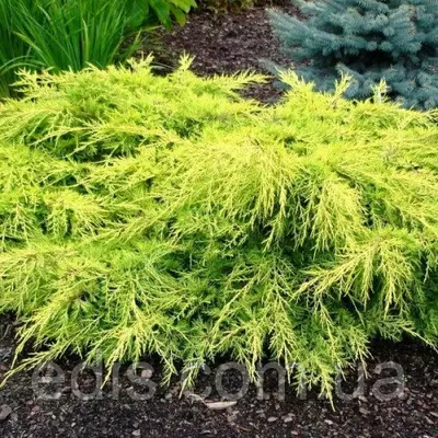 Ялівець Goldkissen (Голдкиссен / Голд Киссен) у контейнері 1 л