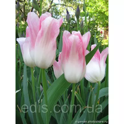 Тюльпан лілієвидний Holland Chic (Холланд Чік) 2 цибулинки