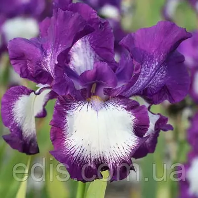 Ірис високий бородатий Cozy Calico (Козі Каліко)