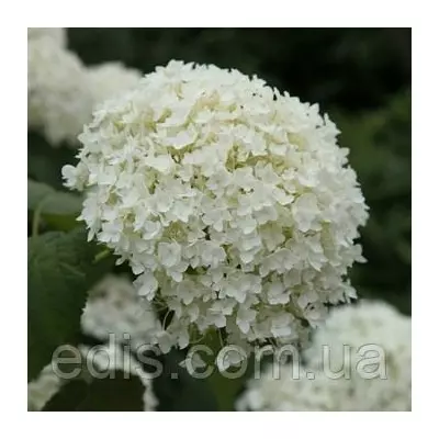 Гортензія Annabelle у контейнері