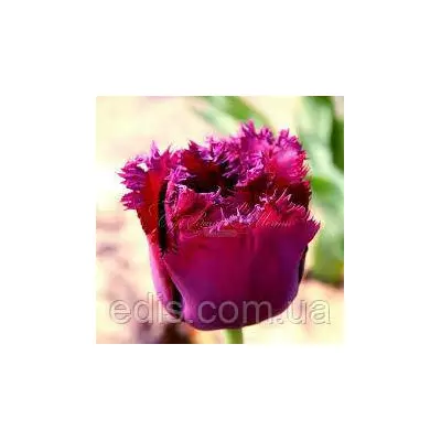 Тюльпан бахромчастий Curly Sue (Кучерявка С'ю) 3 цибулинки