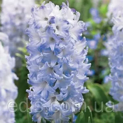 Гіацинт Blue Eyes (Блу Айс) 1 цибулина (калібр 14/15 - великий)