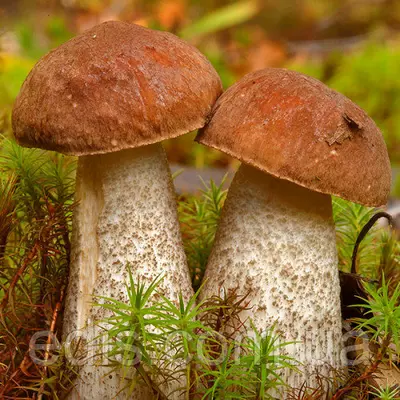 Підберезник звичайний 50 г (міцелій грибів)