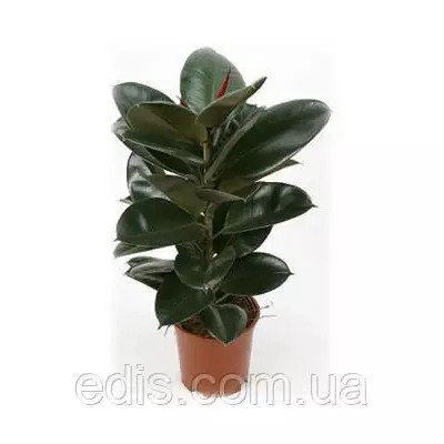 Фікус Каучуконосний Абіджан, держак верхівковий