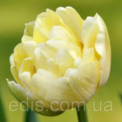 Тюльпан махровий ранній Monte Sweet (Монте Світ) 3 цибулини