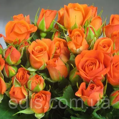 Троянда спрей Алегрія ( Alegria )