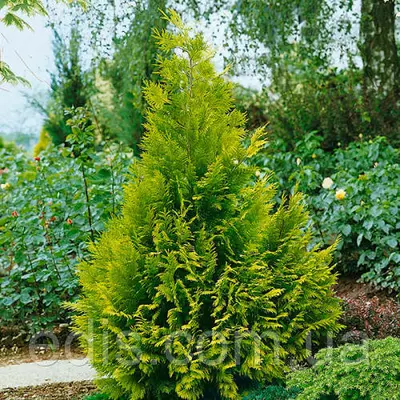 Туя західна Stolwijk (Столвік) у контейнері