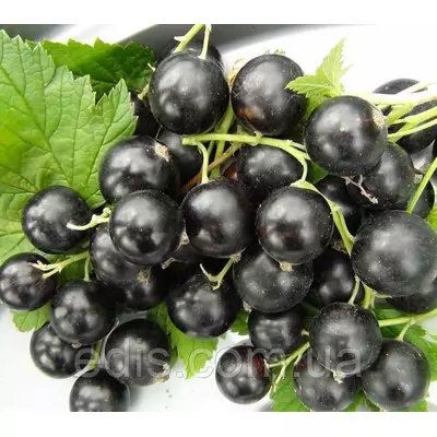 Смородина чорна Чорний Бумер штамб