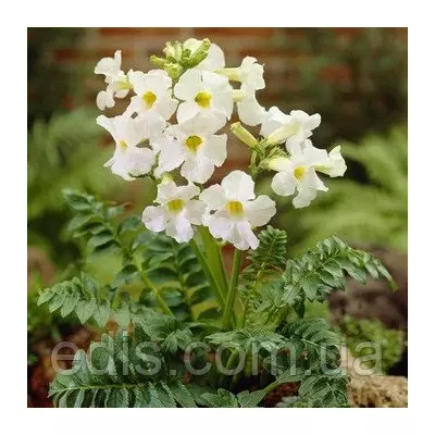 Інкарвиллея Snowtop