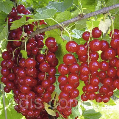 Смородина червона Троїцька (середньостигла)