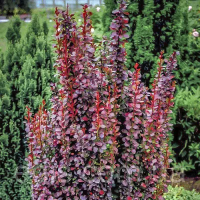 Барбарис Тунберга Red Pillar (Ред Піллар) у контейнері