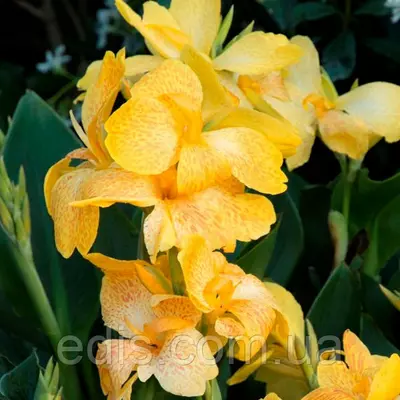 Канна низькоросла Tropical Yellow